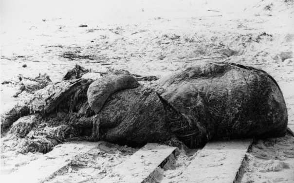 The carcass of the St. Augustine Monster
